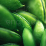 Habas Planta 6 unidades Planta Hortícola
