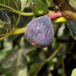 Frutales Enanos Higuera Negra