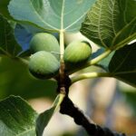 Frutales Enanos Higuera
