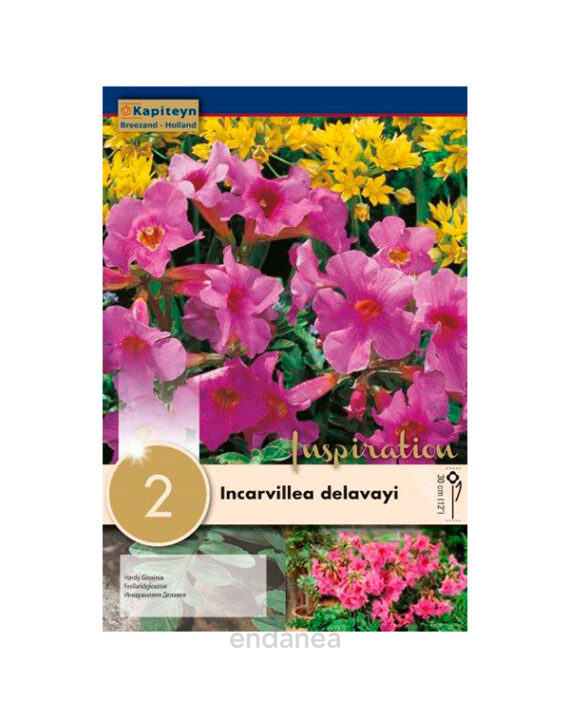Bulbo Incarvillea Delavayi