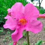 Bulbo Incarvillea Delavayi Flor