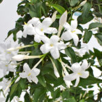 Jasminum Polyanthum Planta de Exterior Jazmín Flores