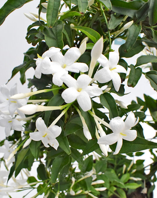 jasminum-polyanthum-exterior-jazmin-flor