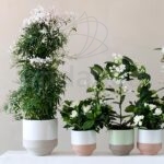 Jasminum Polyanthum Planta de Exterior Jazmín Decoración Interior