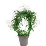 Jasminum Polyanthum Planta de Exterior Jazmín
