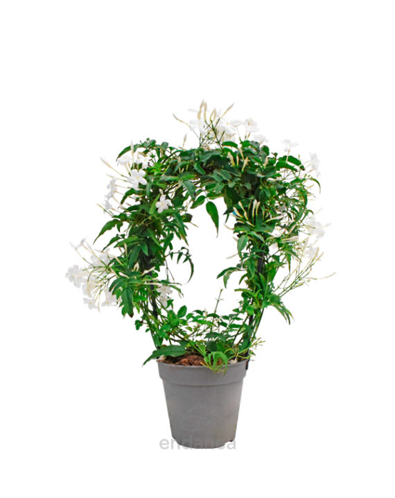 Jasminum Polyanthum Planta de Exterior Jazmín