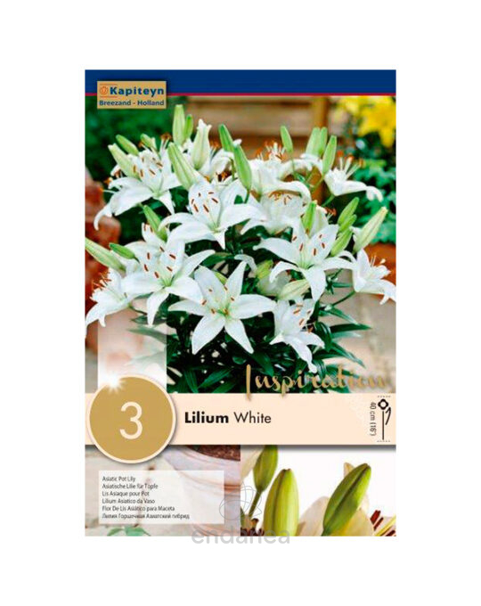 lilium-pixie-blanco-bulbo-de-primavera