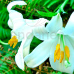 Lirio Pixie White / Blanco Flores