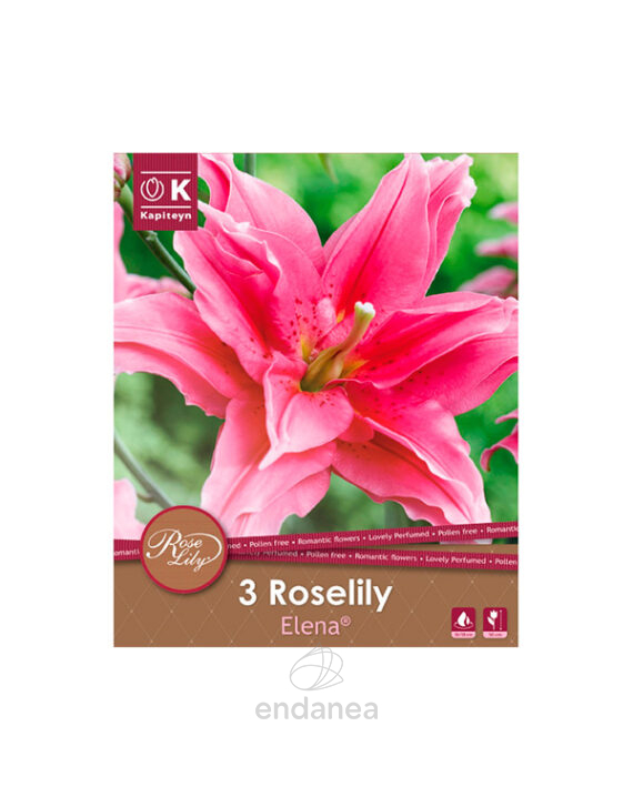 Bulbo Lirio Roselily Elena