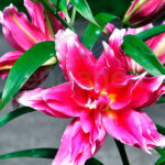 Bulbo Lirio Roselily Elena Flores