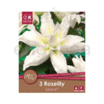 Bulbo Lirio Roselily Leona