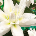 Bulbo Lirio Roselily Leona Flor