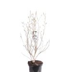 Magnolia soulangeana Stellata