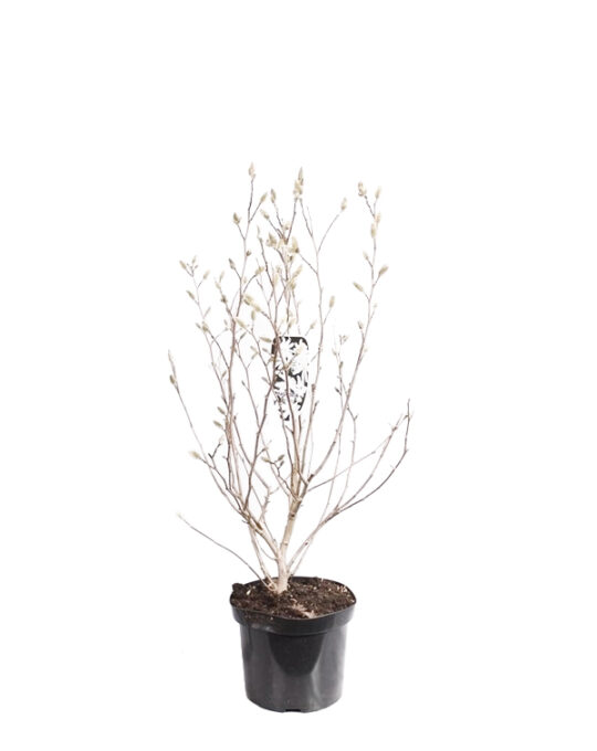 magnolia-stellata