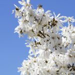 Magnolia soulangeana Stellata Árbol