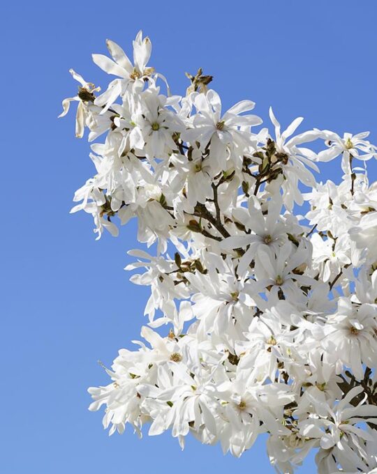 magnolia-stellata-arbol