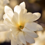 Magnolia soulangeana Stellata Flor