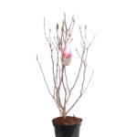 Magnolia soulangeana Susan Árbol