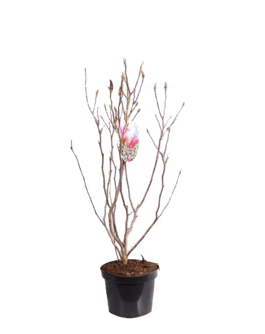 magnolia-susan-arbol