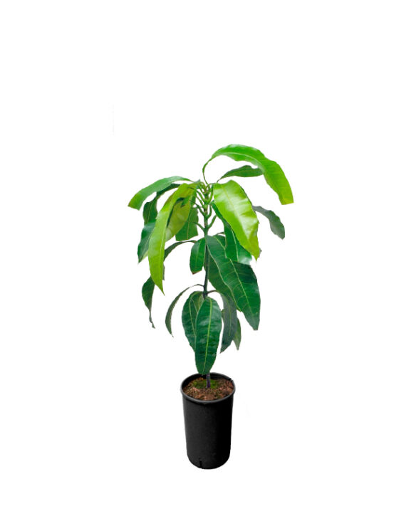 Mango Planta (Mangifera indica)