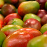 Mango Planta (Mangifera indica) Frutas