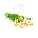 Manzanilla Planta Chamaemelum Nobile