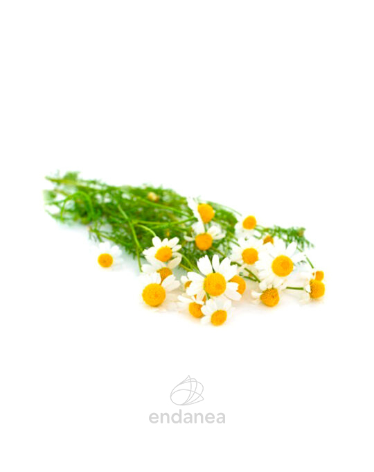 manzanilla-chamaemelum-nobile-horticolas