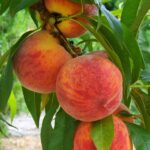 Frutales Enanos Melocotonero