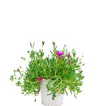 Mesembryanthemum Planta de Exterior