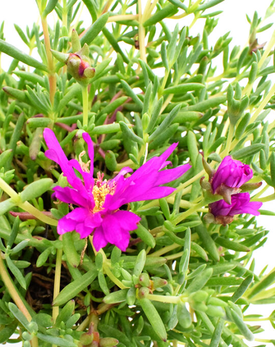 messenbryanthemum-planta-de-exterior-flores