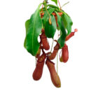 Nepenthes Planta de Interior Carnívora Colgante
