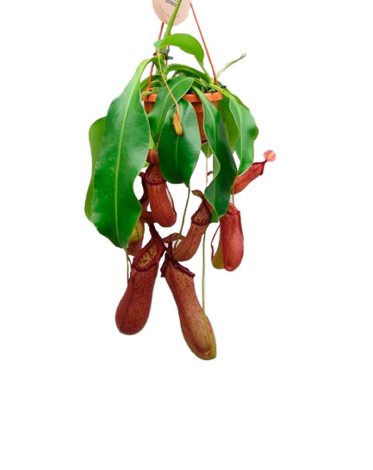 nepenthes-planta-carnivora-colgante-interior