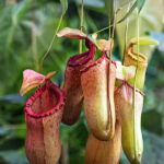 Nepenthes Planta de Interior Carnívora hojas