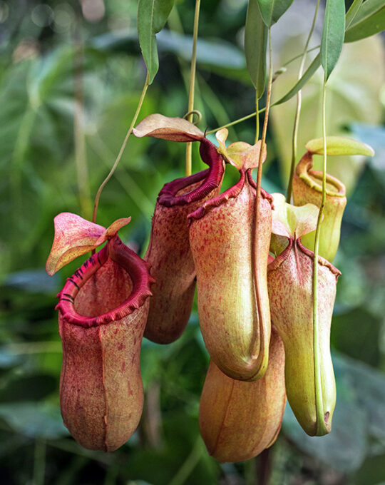 nepenthes-planta-de-interior-flor