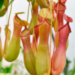 Nepenthes Planta de Interior Carnívora Colgante