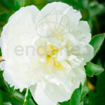 Bulbo Peonía Duchesse Nemours