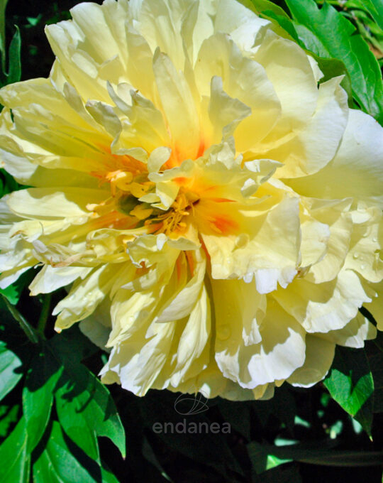 peonia-hibrida-bartzella-flores-bulbo