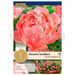Peonía Lactiflora Coral Sunset