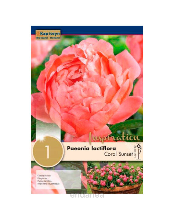 Peonía Lactiflora Coral Sunset