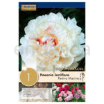 Peonía Lactiflora Festiva Maxima