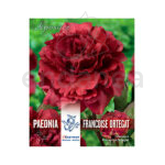 Peonía Lactiflora Francoise Ortegat