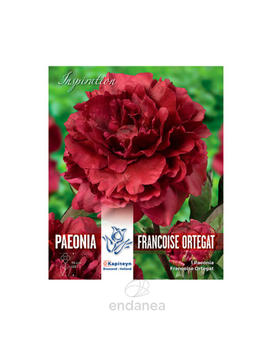 peonia-lactiflora-francoise-ortegat-primavera