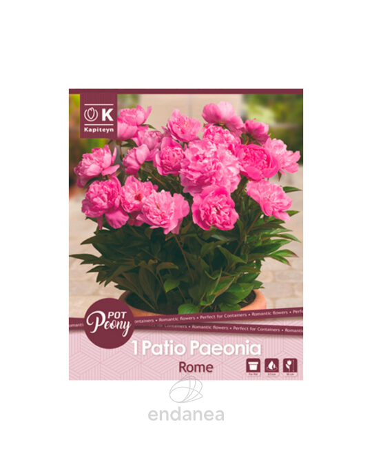 peonia-patio-rome-bulbo-primavera