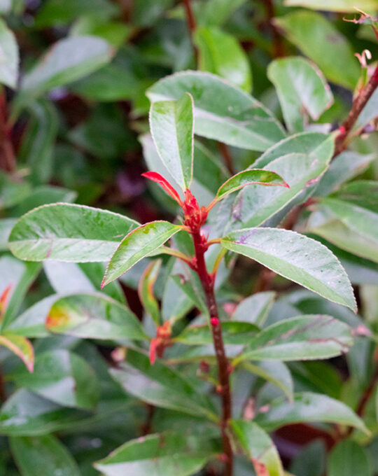 photinia-fraseri-carre-rouge-seto-anual-hojas