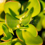 Portulacaria Afra Hojas detalle