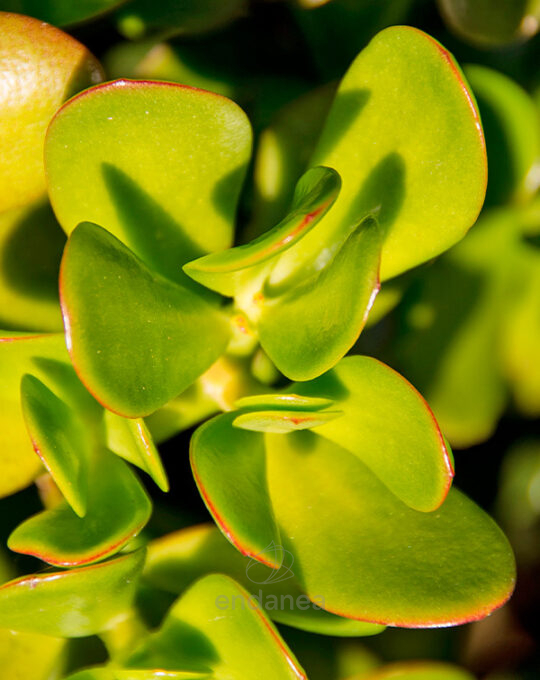 portucalaria-afra-hojas-detalle