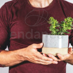 Portulacaria Afra en manos