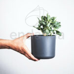 Portulacaria Afra en Maceta pequeña