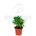 Portulacaria Afra - Planta de Interior