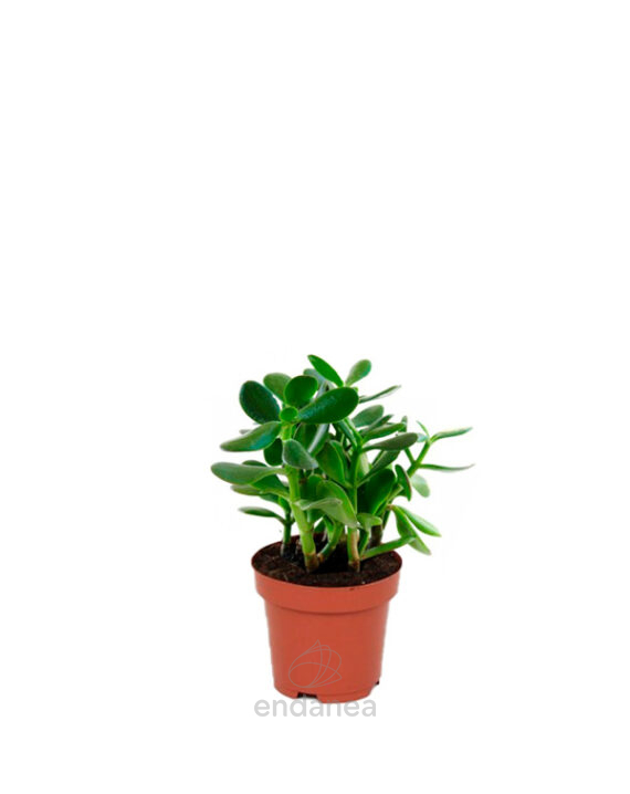 Portulacaria Afra - Planta de Interior